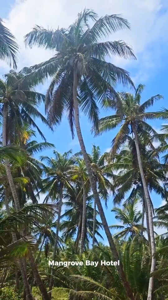 Instagram post from mangrovebayhotel_. This post is in position 1.